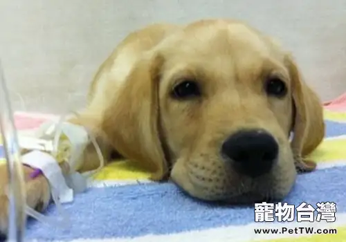 狗狗靜脈輸液時的故障及解決方法(1圖)-寵物台灣