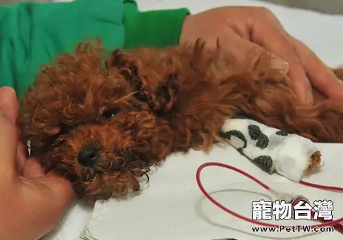 狗狗輸血會出現哪些副反應(1圖)-寵物台灣