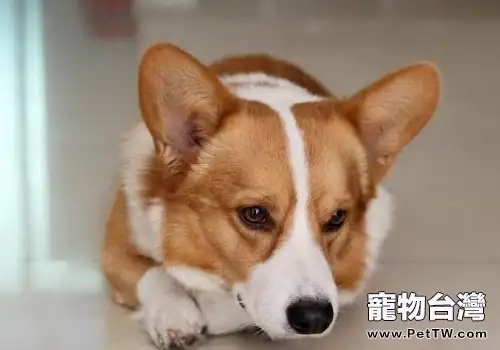 剛接狗狗回家後的一些禁忌(共2張圖片)-寵物台灣