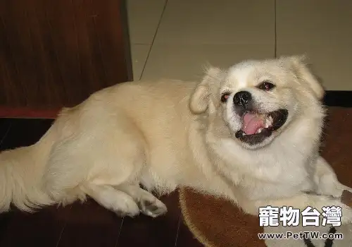 狗狗血液寄生蟲傳染病有什麼危害(共2張圖片)-寵物台灣