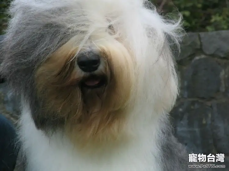 英國古代牧羊犬營養需求表(1圖)-寵物台灣