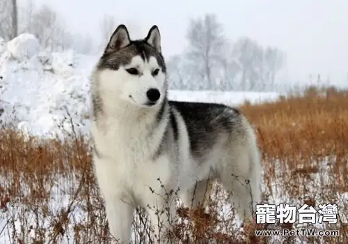 哈士奇會不會保護人（共2張圖片）-寵物台灣