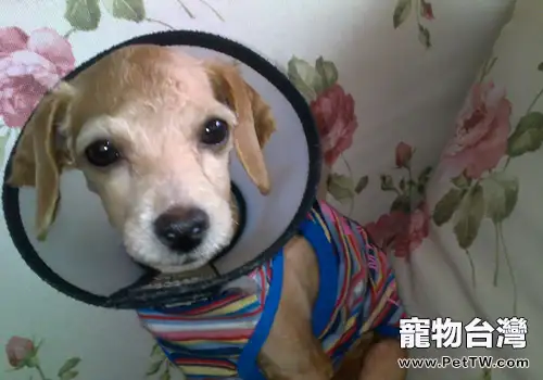 狗狗眼部外傷的處理方法(共2張圖片)-寵物台灣