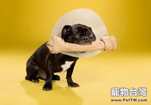 狗狗眼部外傷的處理方法