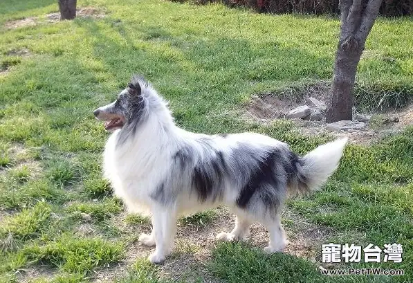 如何教會喜樂蒂上廁所(1圖)-寵物台灣