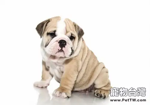 狗狗誤食中毒如何處理(共2張圖片)-寵物台灣