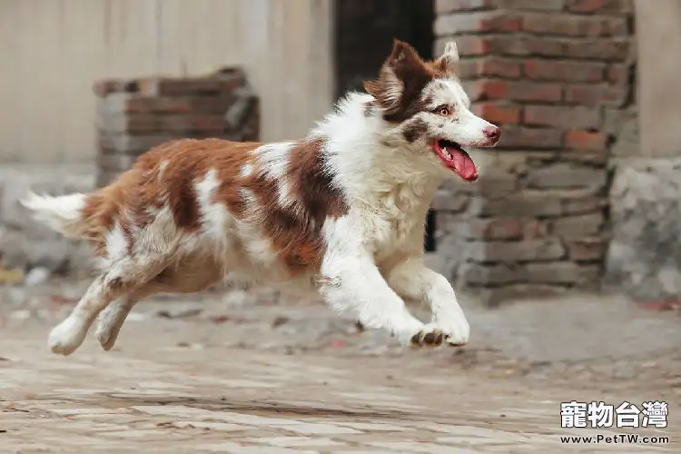 寵物犬繁殖中隕石基因和白色基因在遺傳方面的資料