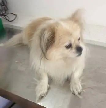 犬陰道脫的診斷及治療心得(共5張圖片)-寵物台灣
