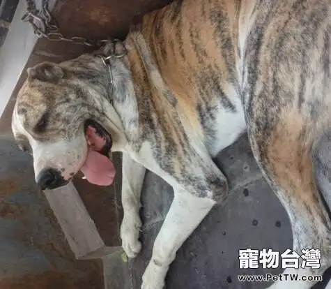 犬陰道脫的診斷及治療心得