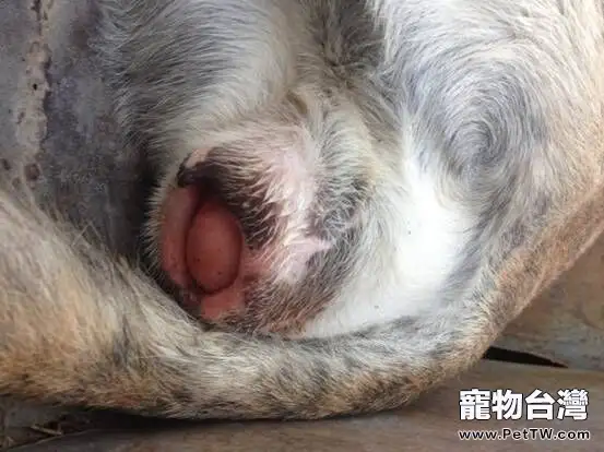 犬陰道脫的診斷及治療心得