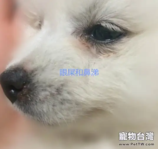 犬瘟細小那點事