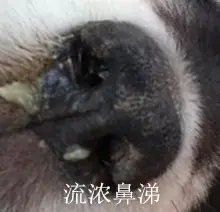 犬瘟細小那點事