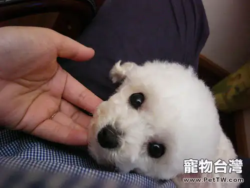 貴賓幼犬期的餵養原則(1圖)-寵物台灣
