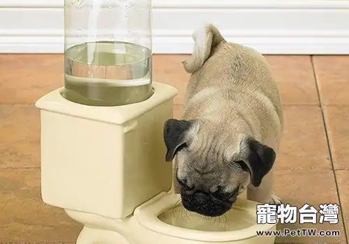狗狗不喝水怎麼辦