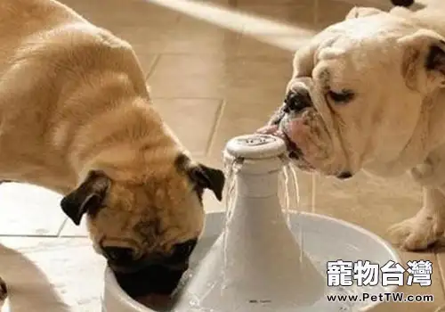 狗狗不喝水怎麼辦