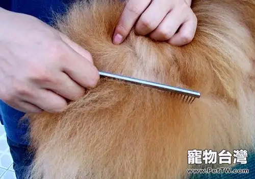【美容攻略】博美 犬(松鼠狗)的美容方法(共2張圖片)-寵物台灣
