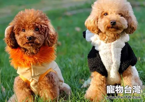 對於貴賓犬的一些誤區(共2張圖片)-寵物台灣