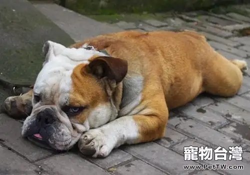 犬淋巴瘤嚴重嗎