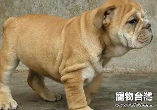 犬淋巴瘤嚴重嗎(共2張圖片)-寵物台灣