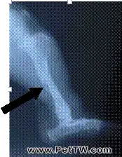 流浪狗的骨盆骨折並脛腓骨骨裂病例