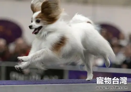 如何預防犬風濕症
