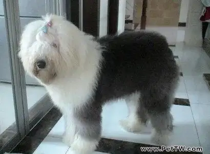 英國古代牧羊犬FCI標準(1圖)-寵物台灣
