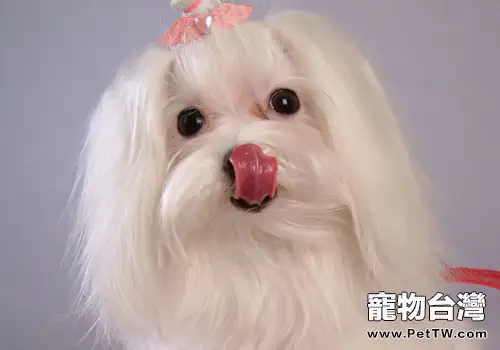 【美容攻略】馬爾濟斯犬的美容護理(共2張圖片)-寵物台灣