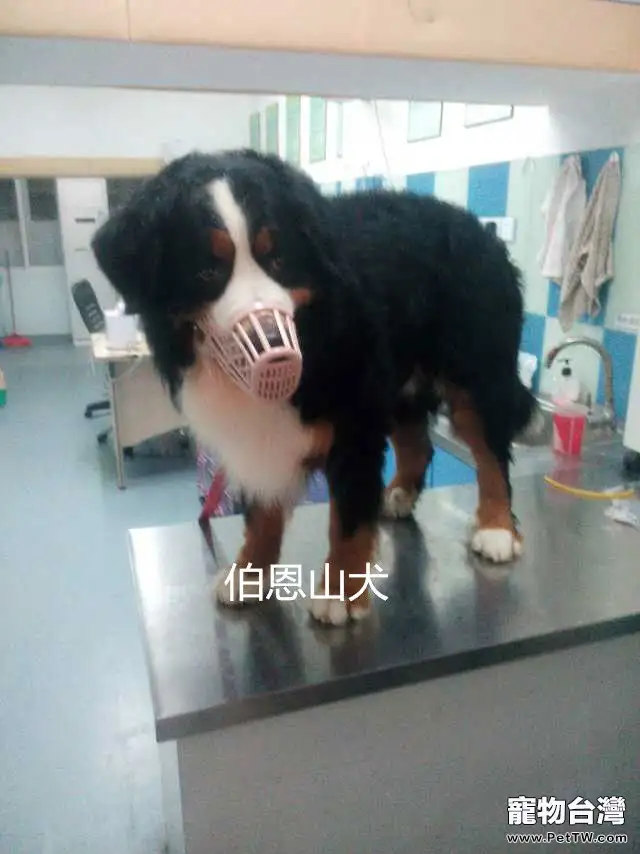 伯恩山犬子宮蓄膿的案例分析