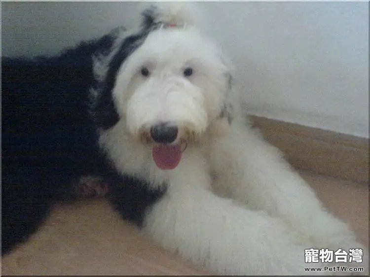 英國古代牧羊犬的繁殖介紹(1圖)-寵物台灣