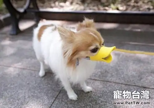 嘴套對於狗狗的重要性