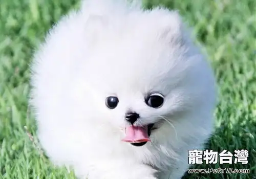 狗狗的品種天性對它有多大的影響(共2張圖片)-寵物台灣
