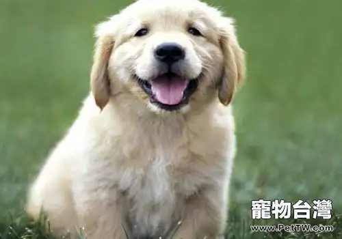 狗狗的品種天性對它有多大的影響 狗狗的品種天性對它有多大的影響