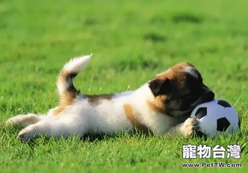 除零食外的獎勵方法有哪些