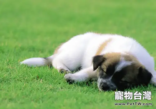 除零食外的獎勵方法有哪些