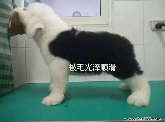 寵物臨床檢查之一般檢查