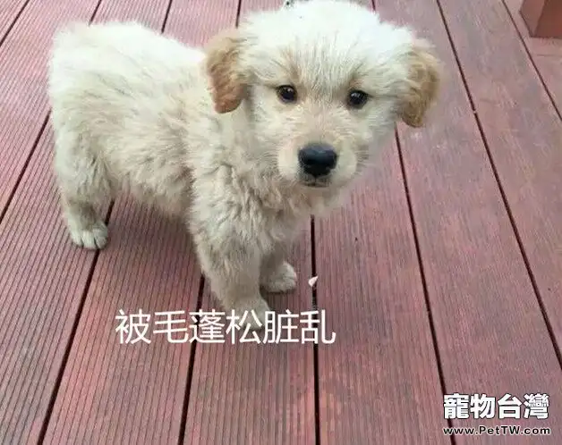 寵物臨床檢查之一般檢查