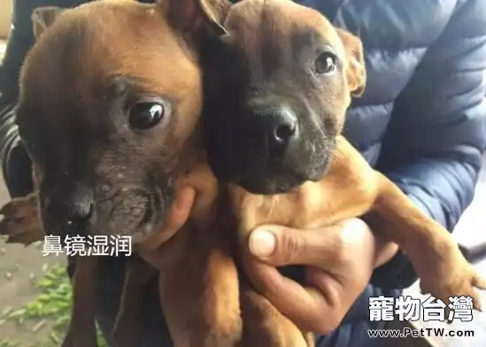 寵物臨床檢查之一般檢查