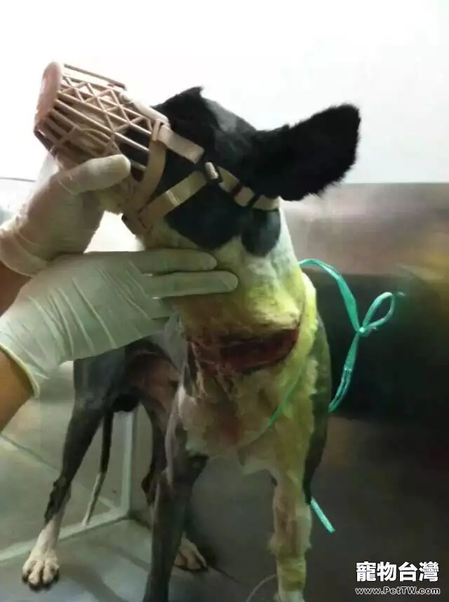 一例邊境牧羊犬的傷口處理與護理