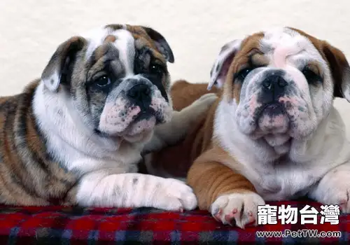 家養犬的合群能力是否正在降低