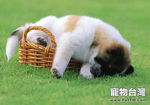 如何改善狗狗的散步品質(1圖)-寵物台灣