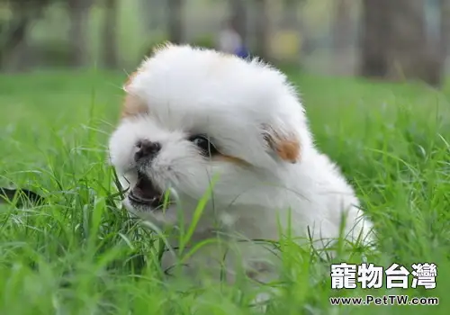 狗狗乾咳乾嘔要多留意(共2張圖片)-寵物台灣