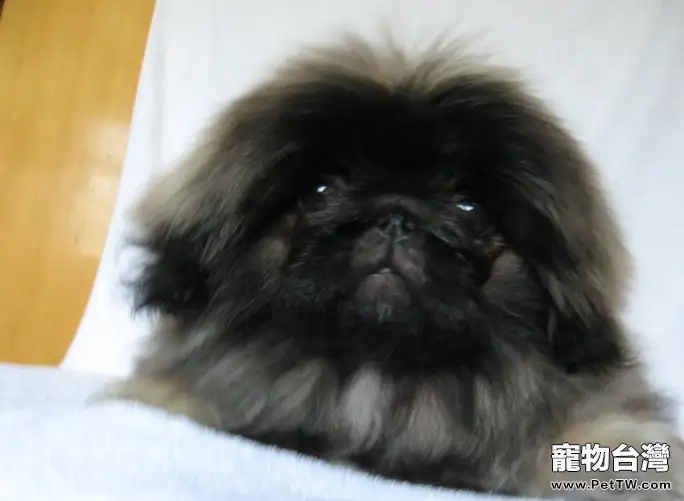 獅子狗(京叭犬)換毛時期注意事項(1圖)-寵物台灣