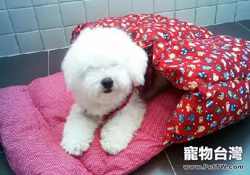 重病狗狗去醫院要注意哪些問題