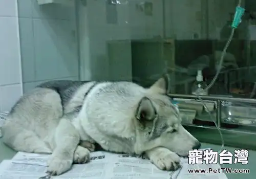 重病狗狗去醫院要注意哪些問題