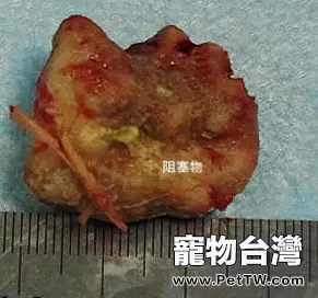  犬食道梗阻病例分析