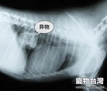  犬食道梗阻病例分析