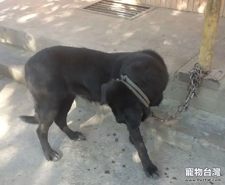 一例藏獒的犬蠅蛆病診療與體會