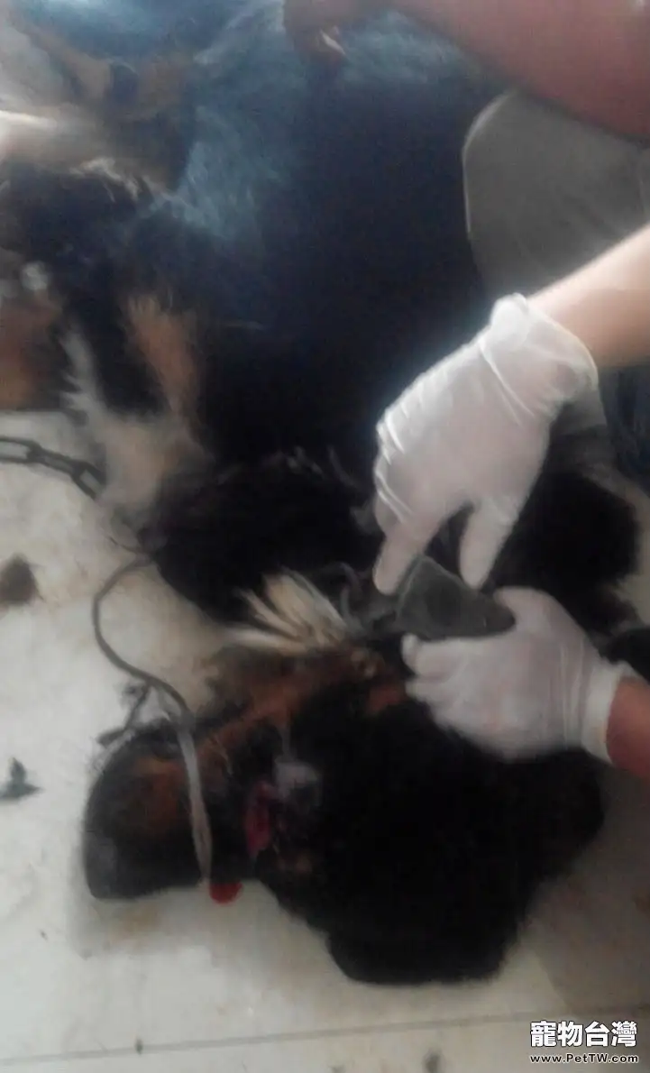 一例藏獒的犬蠅蛆病診療與體會(共5張圖片)-寵物台灣