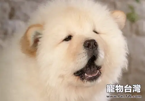 狗狗的尿液檢查（1圖）-寵物台灣