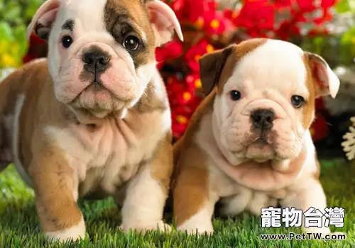 狗狗突然食慾大增是什麼原因